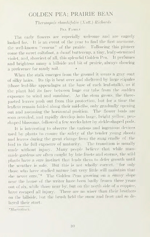 Page 16 of Wild flowers of Western Canada