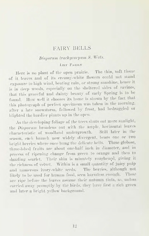 Page 18 of Wild flowers of Western Canada