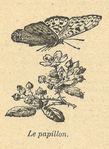 Chapitre 8, page 26, Les papillons