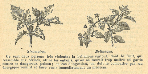 Chapitre 127, page 446, Stramoine Belladone