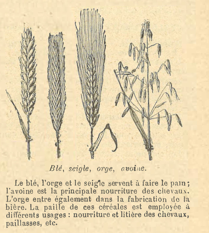 Chapitre 30, page 107, Blé, Seigle, orge, avoine