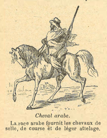 Chapitre 64, page 222, Cheval Arabe