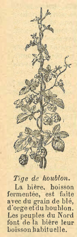 Chapitre 128, page 450, Tige de houblon; Bière et houblon