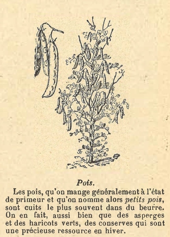 Chapitre 90, page 313, Pois