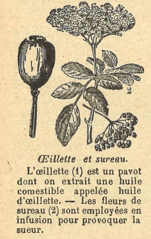 Chapitre 115, page 404, Œillette et sureau