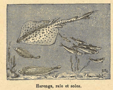 Chapitre 89, page 308, Harengs, raies et soles