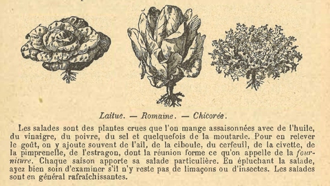 Chapitre 114, page 401, Laitue. - Romaine. - Chicorée