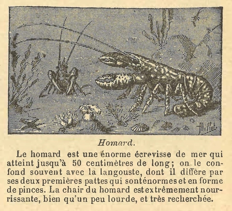 Chapitre 89, page 309, Homard