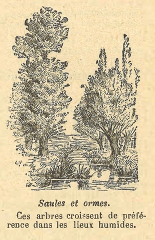 Chapitre 35, page 123, Saules et Ormes