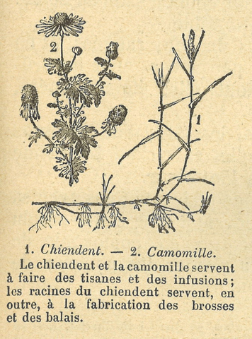 Chapitre 41, page 143, 1.Chiendent 2. Camomille