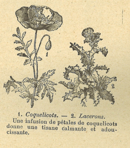 Chapitre 41, page 143, 1.Coquelicots 2.Lacerons