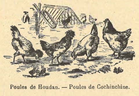 Chapitre 107, page 376, Poules de Houdan. - Poules de Cochinchine