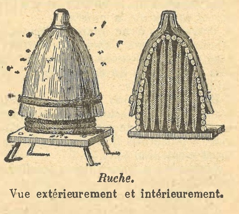 Chapitre 111, page 391, Ruche