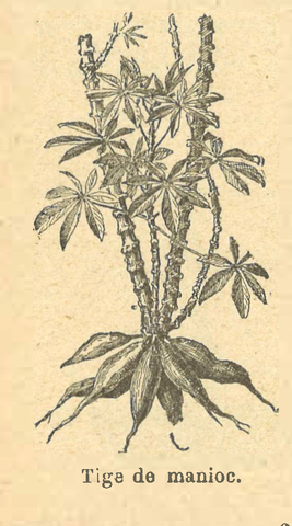 Chapitre 136, page 480, Tige de manioc