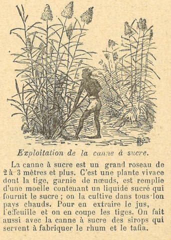 Chapitre 137, page 484, Exploitation de la canne à sucre