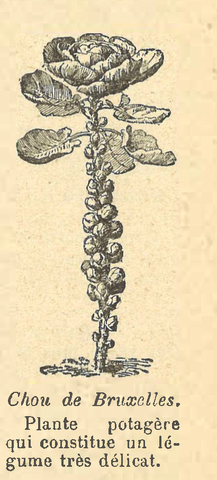 Chapitre 42, page 147, Chou de Bruxelles
