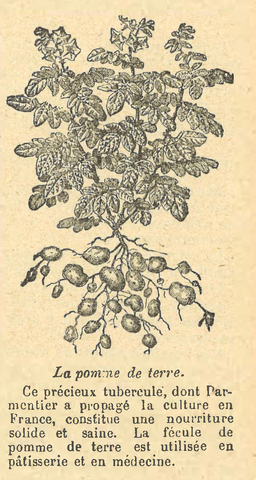 Chapitre 46, page 161, La pomme de terre