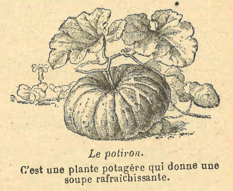 Chapitre 47, page 165, Le potiron