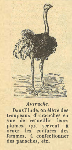 Chapitre 62,page 216, Autruche