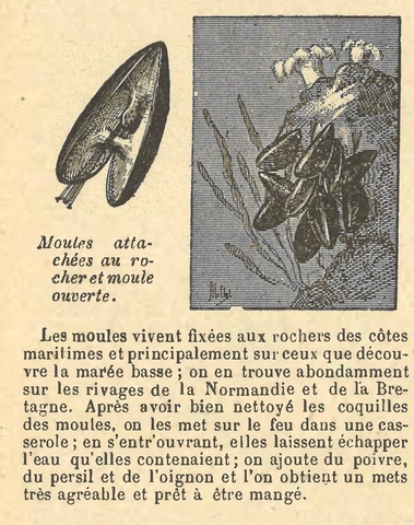 Chapitre 104, page 364, Moules attachées au rocher et moule ouverte