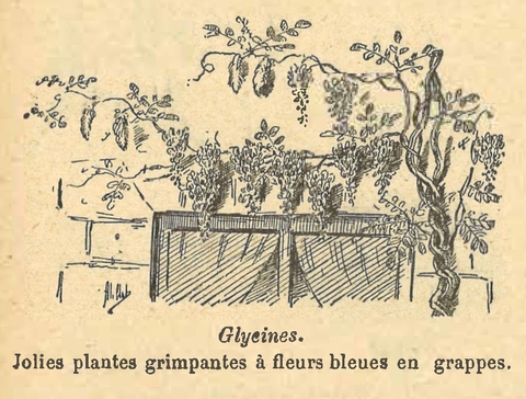Chapitre 105, page 370, Glycines