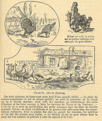 Chapitre 109, page 383, Canards, oies et dindes