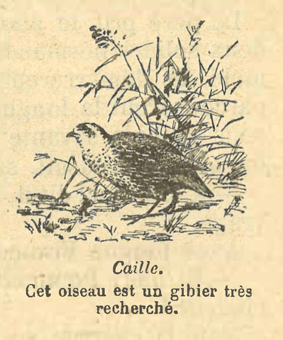 Chapitre 123, page 431, Caille