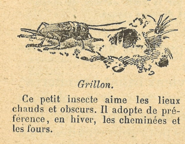 Chapitre 2, page 6, Grillon