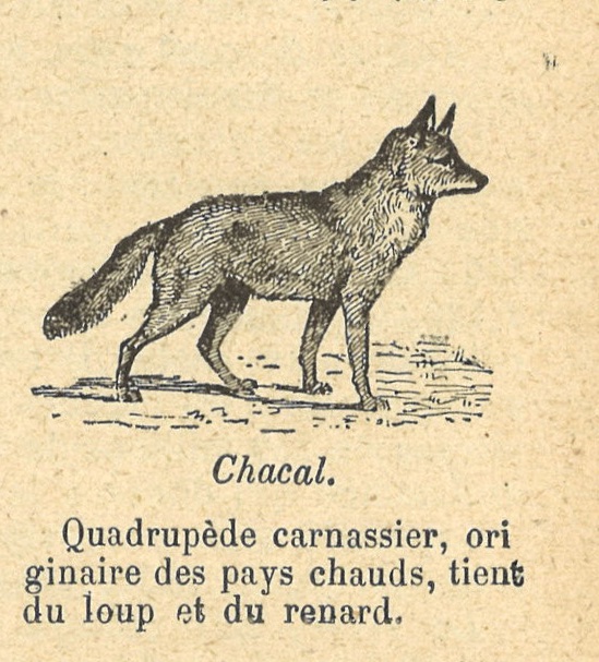 Chapitre 4, page 13, Chacal