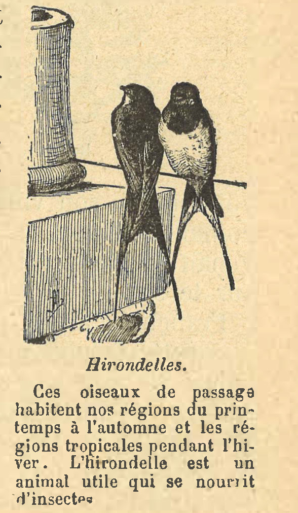 Chapitre 11, page 37, Hirondelles