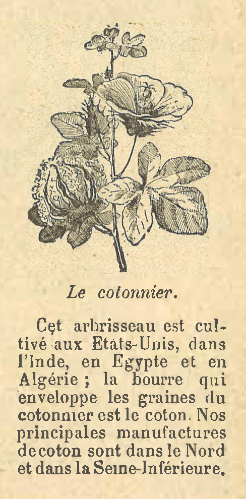Chapitre 16, page 58, Le cotonnier