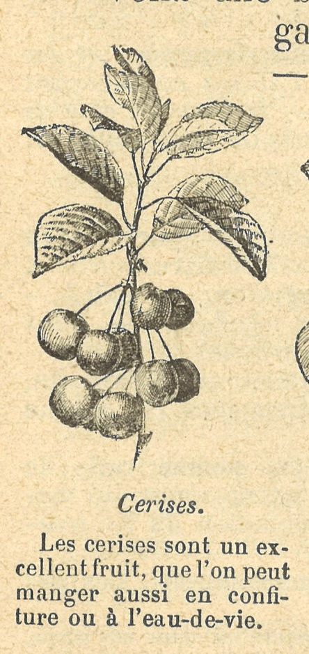 Chapitre 22, page 78, Cerises