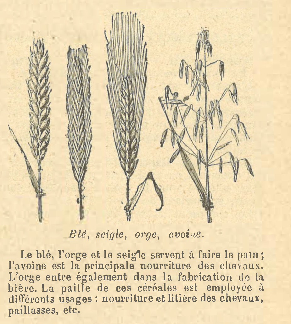 Chapitre 30, page 107, Blé, Seigle, orge, avoine
