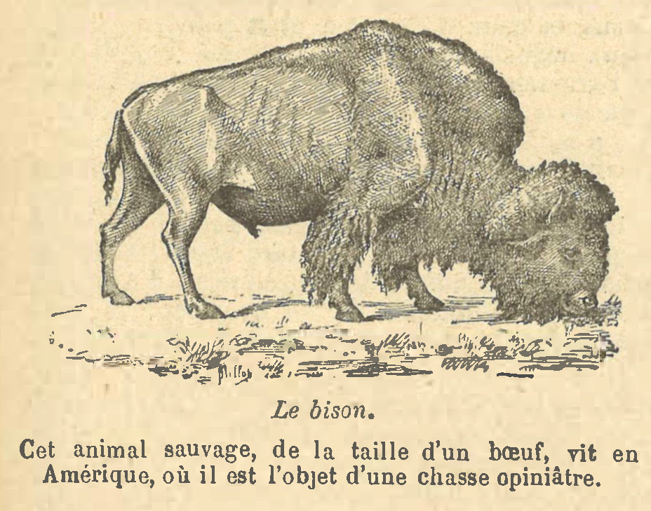Chapitre 30, page 107, Le bison