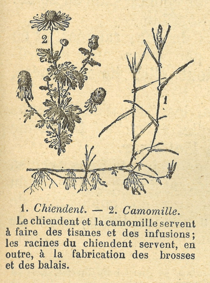 Chapitre 41, page 143, 1.Chiendent 2. Camomille