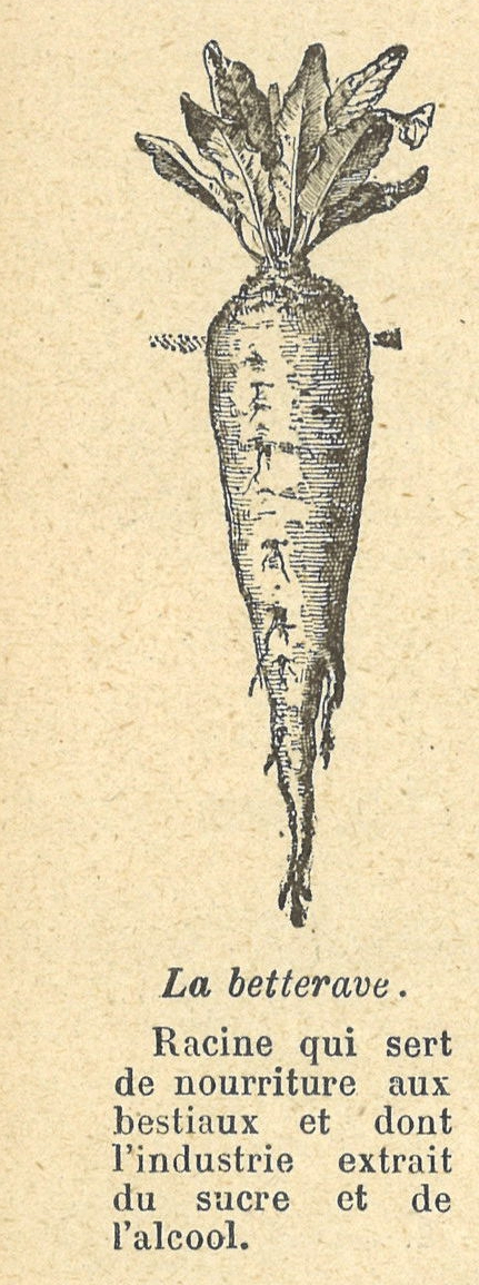 Chapitre 41, page 144, La betterave