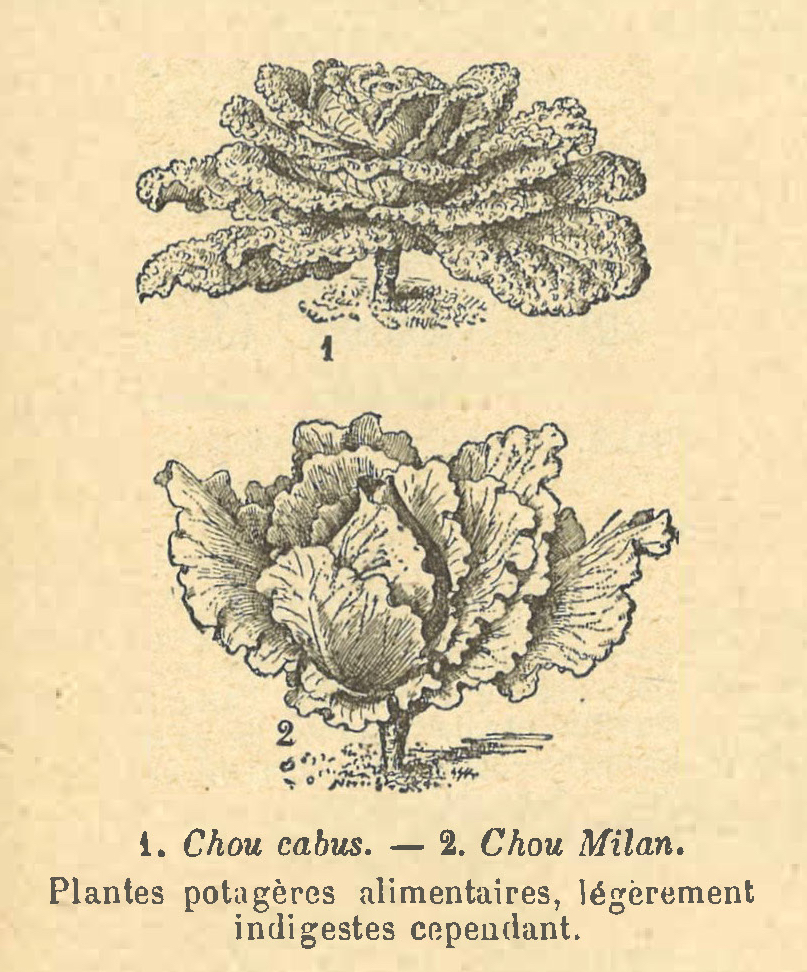 Chapitre 47, page 165, 1. Chou cabus _ 2. Chou Milan