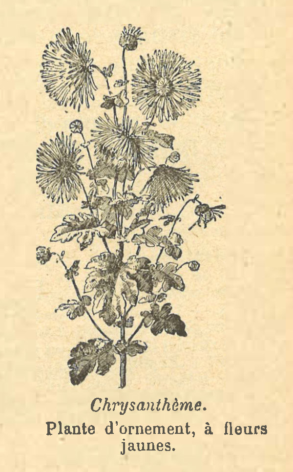 Chapitre 47, page 165, Chrysantheme