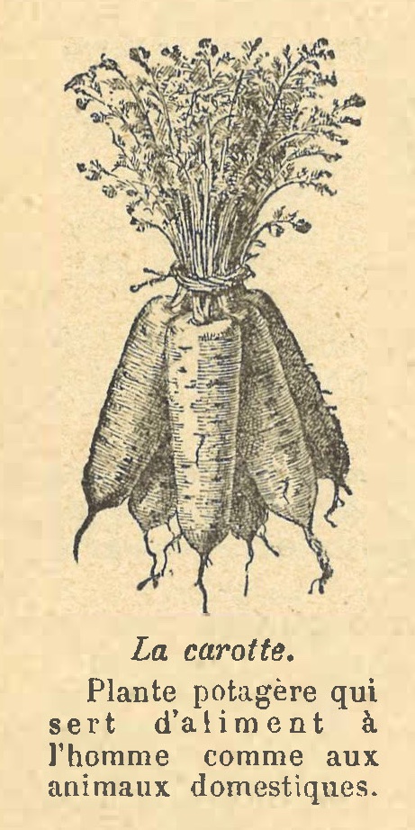 Chapitre 48, page 168, La carotte La carotte