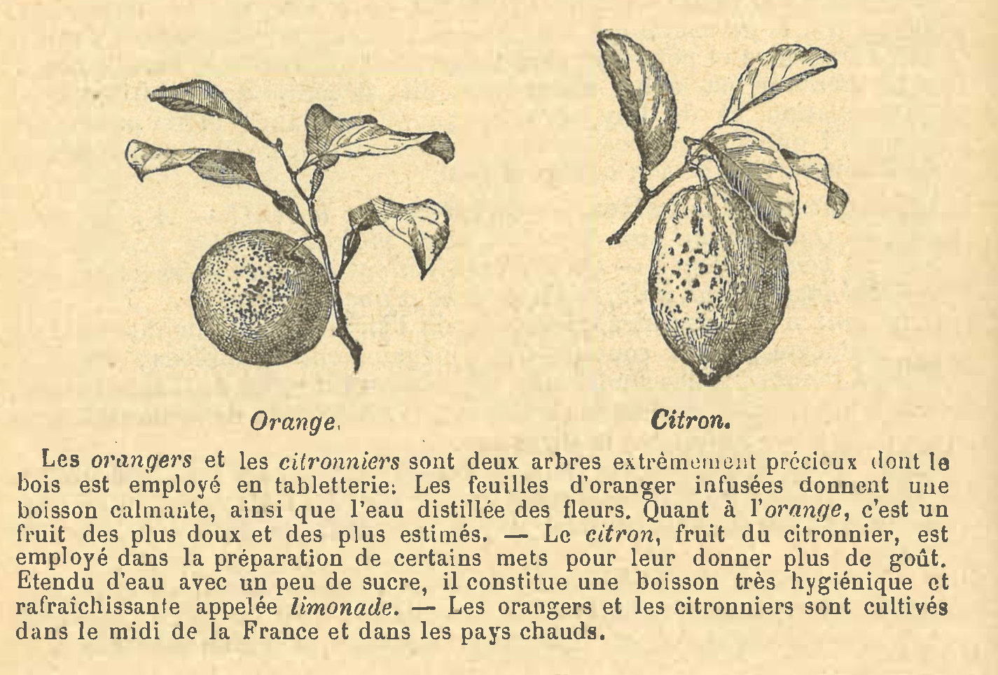 Chapitre 58, page 202, Orange Citron