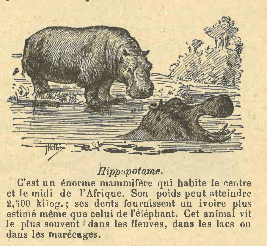 Chapitre 60, page 209, Hippopotame