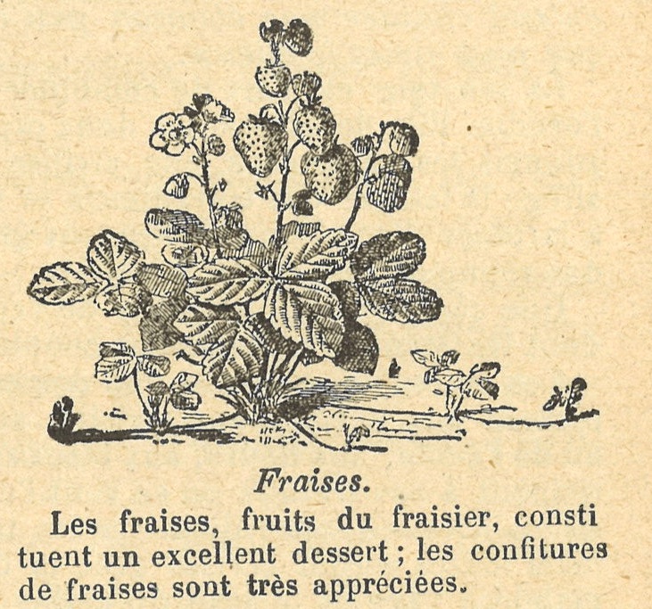 Chapitre 88, page 305, Fraises