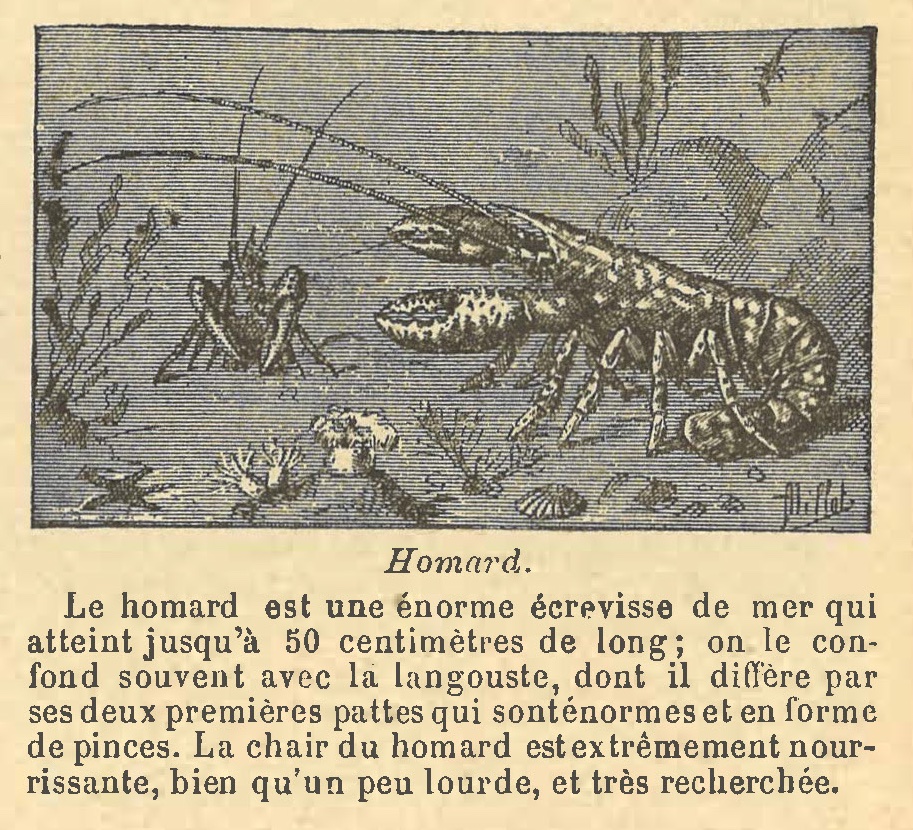 Chapitre 89, page 309, Homard