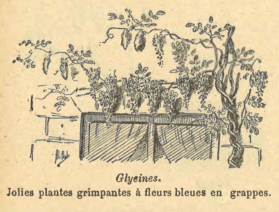 Chapitre 105, page 370, Glycines