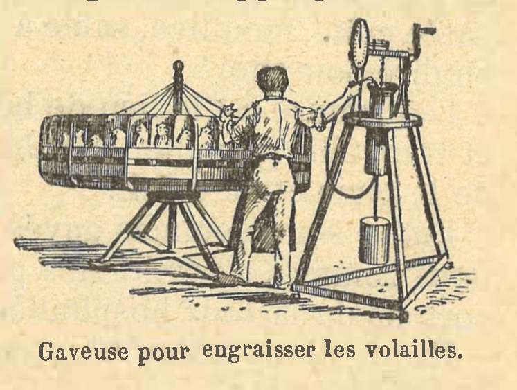 Chapitre 108, page 379, Gaveuse pour engraisser les volailles