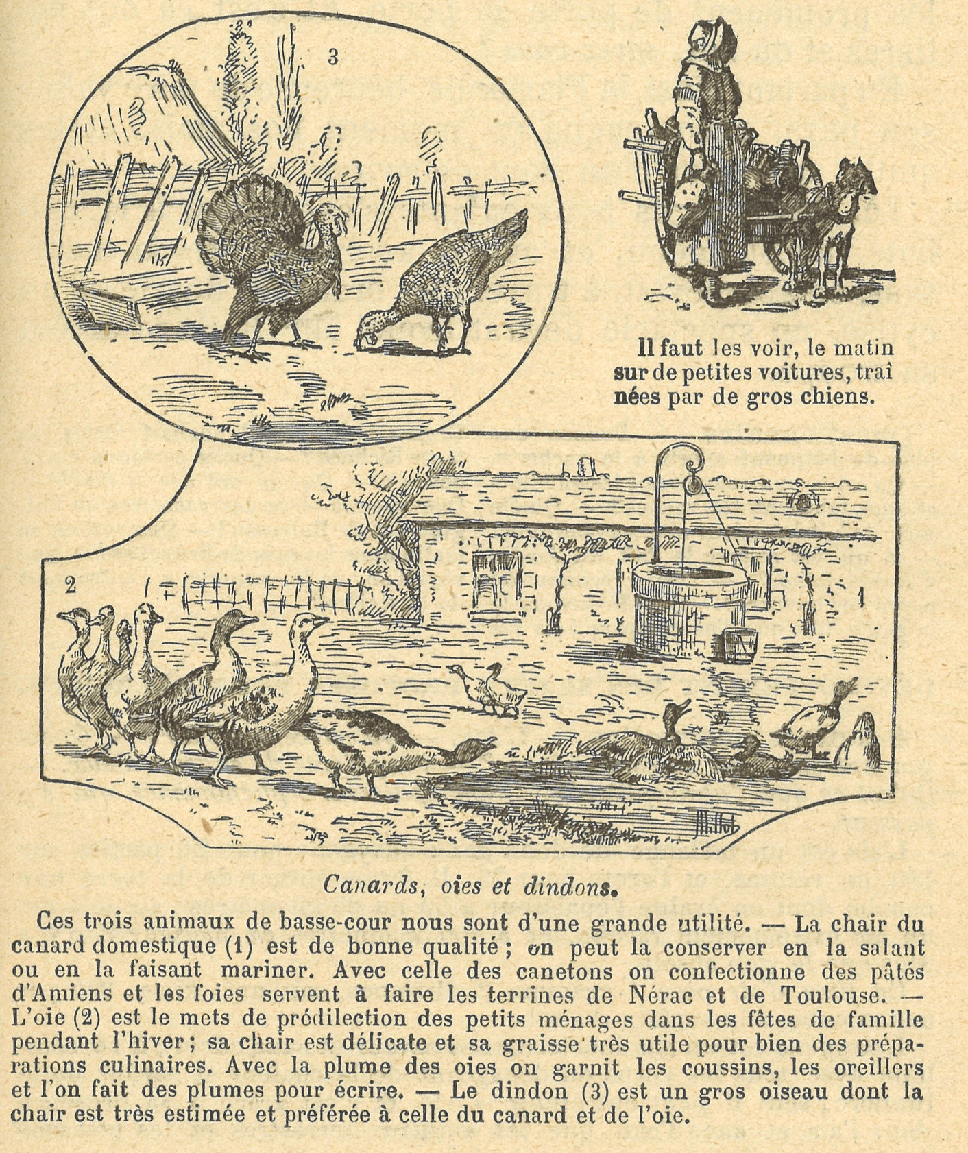 Chapitre 109, page 383, Canards, oies et dindes