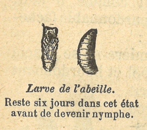 Chapitre 110, page 387, Larve de l'abeille