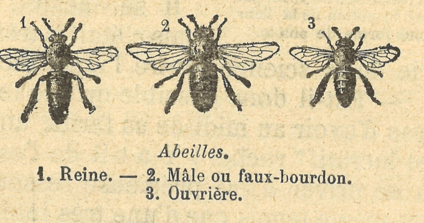 Chapitre 110, page 387, Abeilles
