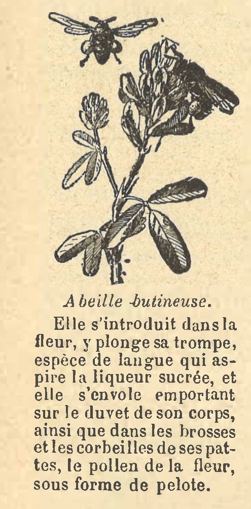 Chapitre 110, page 388, Abeille butineuse