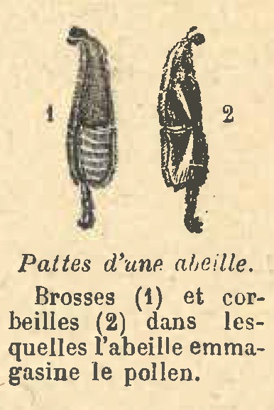 Chapitre 110, page 388, Pattes d'une abeille